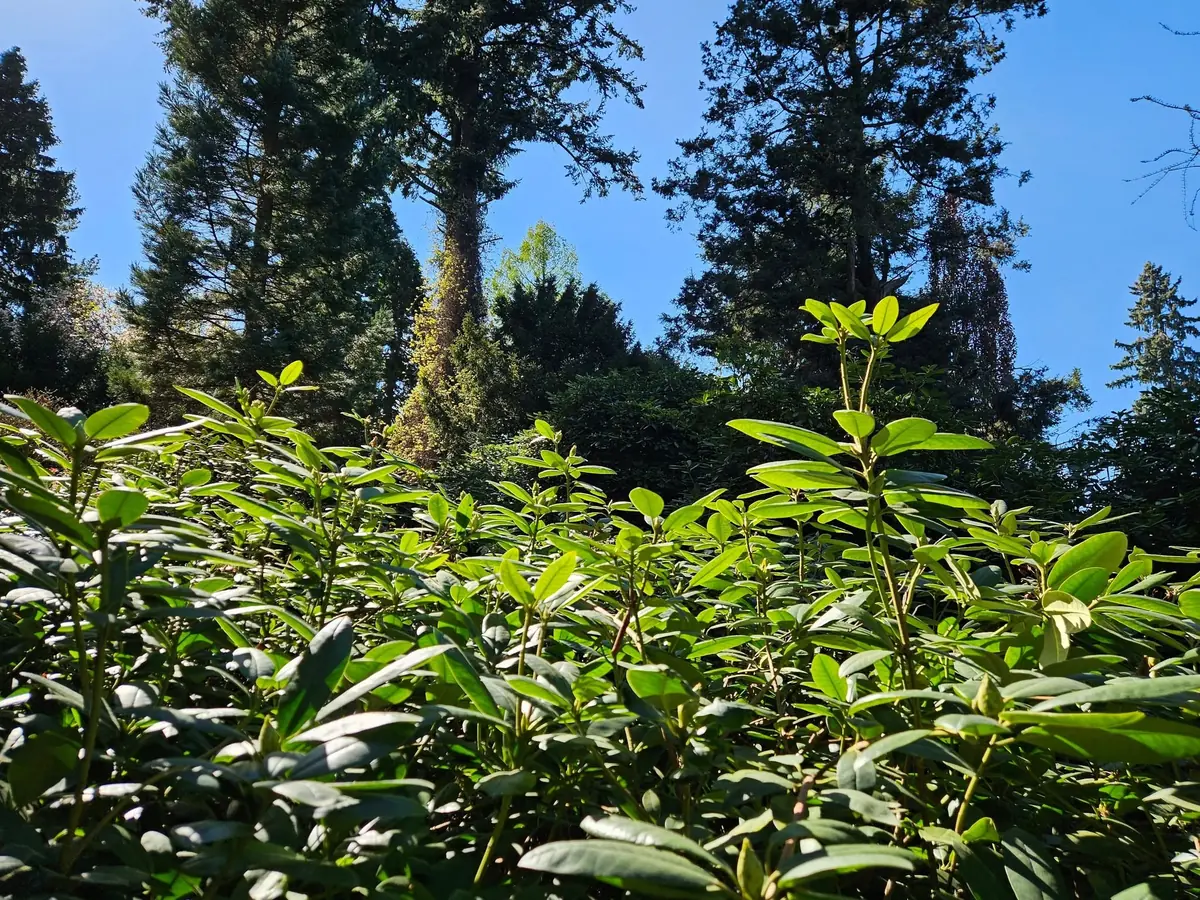 Зустріч любителів рідкісних та екзотичних садових рослин — Ogród Botaniczny Uniwersytetu Wrocławskiego, Вроцлав