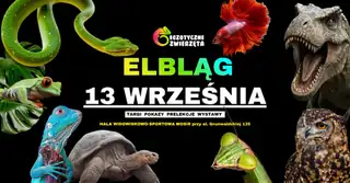 ELBLĄG 13 WRZEŚNIA - EGZOTYCZNE ZWIERZĘTA - TERRARYSTYKA AKWARYSTYKA BIOTANIKA i wiele więcej