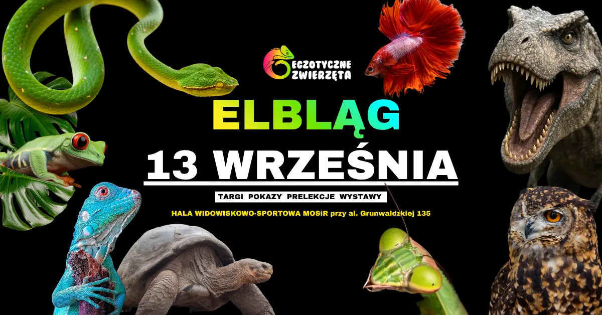 ELBLĄG 13. SEPTEMBER - EXOTISCHE TIERE - TERRARISTIK AQUARISTIK BOTANIK und vieles mehr — Hala Sportowo-Widowiskowa MOSiR w Elblągu, Elbląg