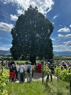 Kulinarische Weinwanderung auf dem Bad Krozinger Rebberg