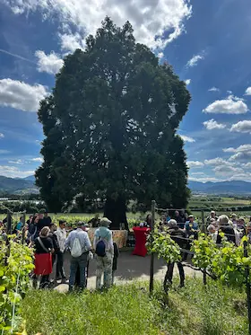 Kulinarische Weinwanderung auf dem Bad Krozinger Rebberg — Vita Classica Therme, Bad Krozingen