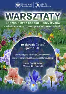 Посадка и деление корневищ ирисов - мастер-класс