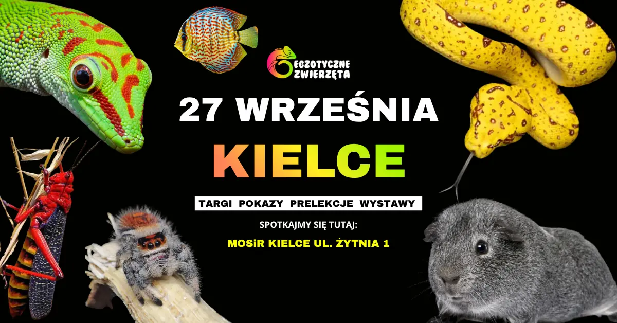 KIELCE 27. SEPTEMBER - EXOTISCHE TIERE - TERRARISTIK AQUARISTIK UND VIELES MEHR — Hala Widowiskowo-Sportowa MOSiR w Kielcach, Kielce