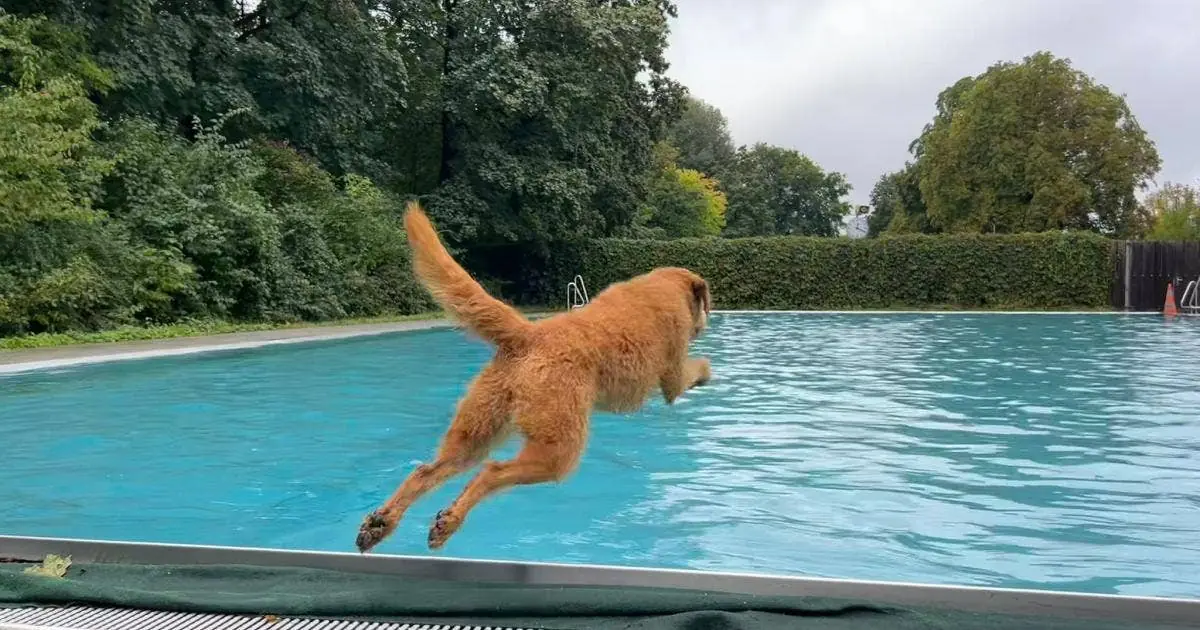 Dog Swimming Days in Munich 2026: Opening Hours and Prices — Ungererbad, Munich