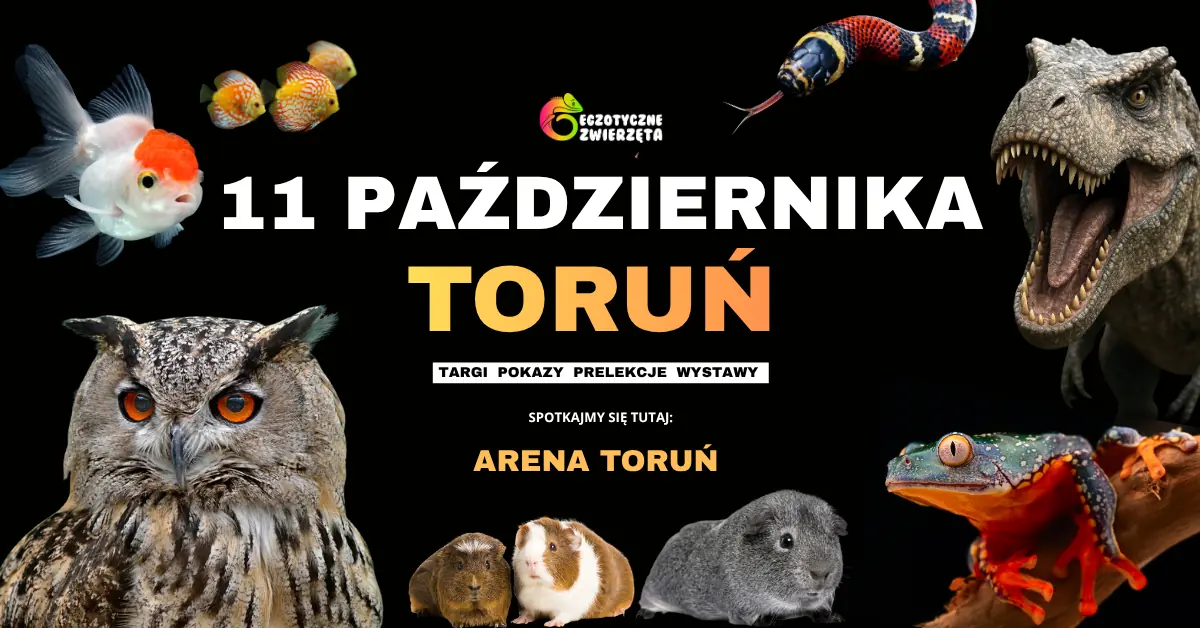Thorn, 11. Oktober - Exotische Tiere - Terraristik, Aquaristik und vieles mehr — Arena Toruń, Thorn