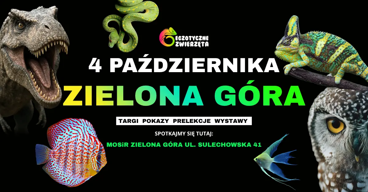 ZIELONA GÓRA 4. OKTOBER - EXOTISCHE TIERE - TERRARISTIK AQUARISTIK und vieles mehr — Hala Widowiskowa Centrum Rekreacyjno-Sportowego w Zielonej Górze, Grünberg