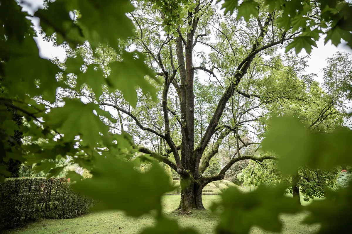 Festival EMANACJE | KONZERT FÜR BÄUME. Spezialveranstaltung im Schloss- und Parkgelände — Europäisches Musikzentrum Krzysztof Penderecki in Lusławice, Lusławice