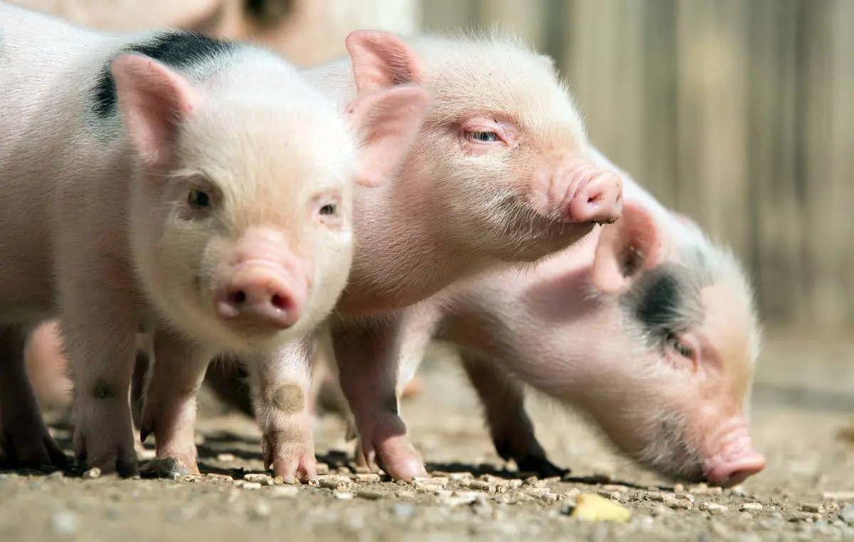 Die drei kleinen Schweinchen - Mitspieltheater — Domäne Dahlem, Berlin
