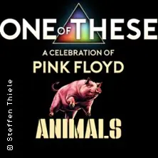 One Of These – A celebration of Pink Floyd / Animals-Tour 2026 — Pitcher, Düsseldorf