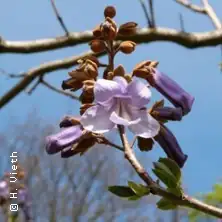 Trees on the UKE Grounds - A Botanical Walk