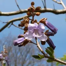 Bäume auf dem UKE-Gelände - Ein botanischer Rundgang — Geschichtswerkstatt Eppendorf, Hamburg