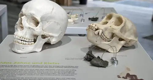 Molassic Park - Спеціальна виставка в Museum Mensch und Natur