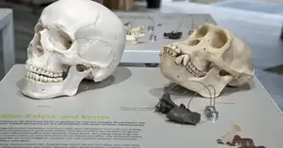 Molassic Park - Sonderausstellung im Museum Mensch und Natur