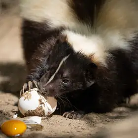 Śniadanie w Ogrodzie Zoologicznym