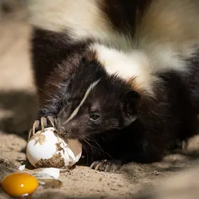 Snídaně v zoologické zahradě — Tiergarten Halberstadt, Halberstadt