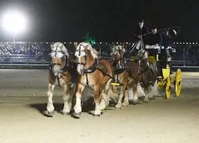 Warendorfer Hengstparaden 2026 - Parade at Night