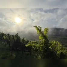 Cool-Climate-Winetasting | Weingut Vereinigte Hospitien — Weingut Vereinigte Hospitien, Trier