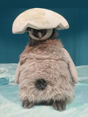Pit Pinguin (ab 3 Jahren) — marotte Theater, Karlsruhe